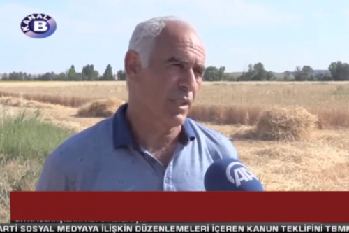 Our Hüseyinbey variety is featured on Kanal B for breaking a yield record